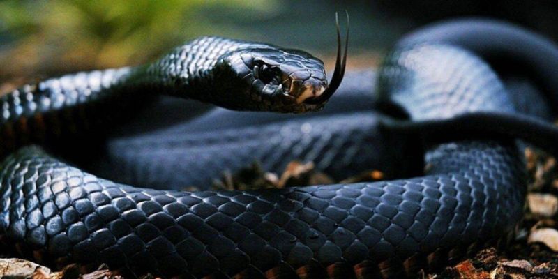 Ngủ mơ thấy bị rắn cắn đánh số gì theo trường hợp